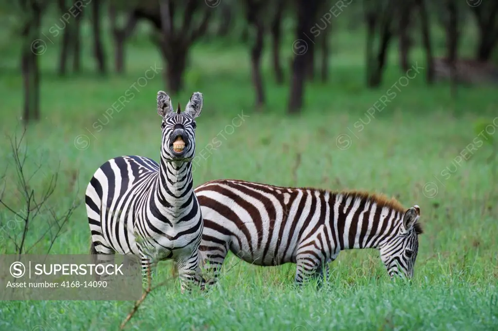 Tanzania, Serengeti National Park, Burchell'S Zebras