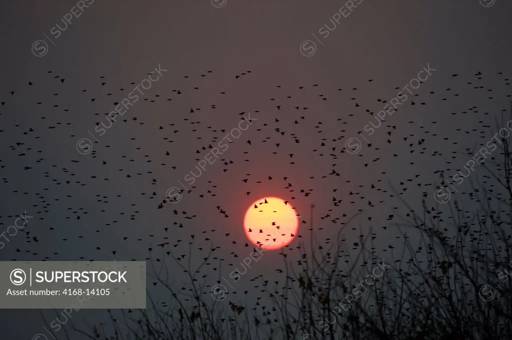 Botswana, Okavango Inland Delta, Duma Tau, Flock Of Red-Billed Quelea (Quelea Quelea) At Sunset Flying To Roosting Tree