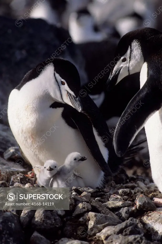 Antarctica, Penguin Island, Chinstrap Penguin Pair At Nest With Newly Hatched Chicks