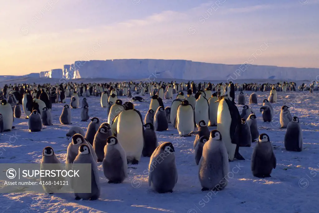 Antarctica, Atka Iceport, Emperor Penguin Colony, Ice Shelf In Background