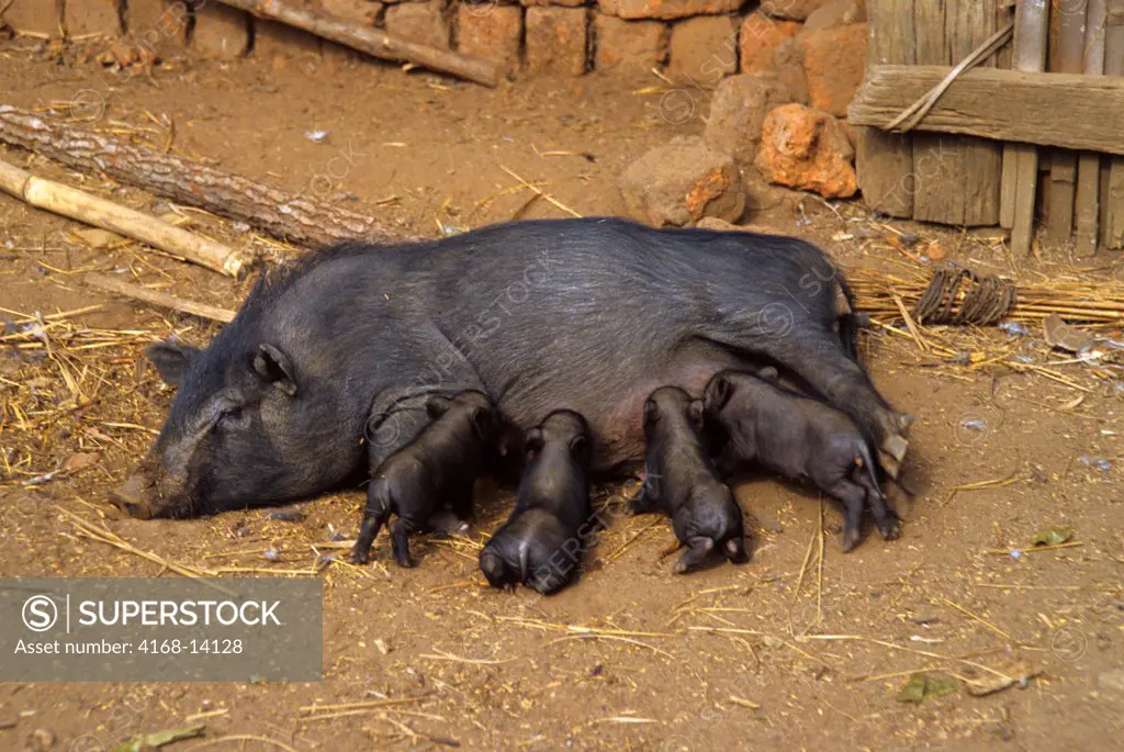 China, South Yunnan Province Hani Village, Sow With Young Pigs Feeding