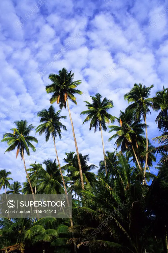 Asia, Indonesia, Sumatra, Nias Island, Coconut Palm Trees