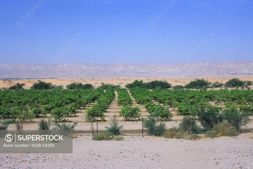 Jordan, Near Aqaba, Wadi Al Arabah, Desert Landscape, Citrus Plantation, Agriculture