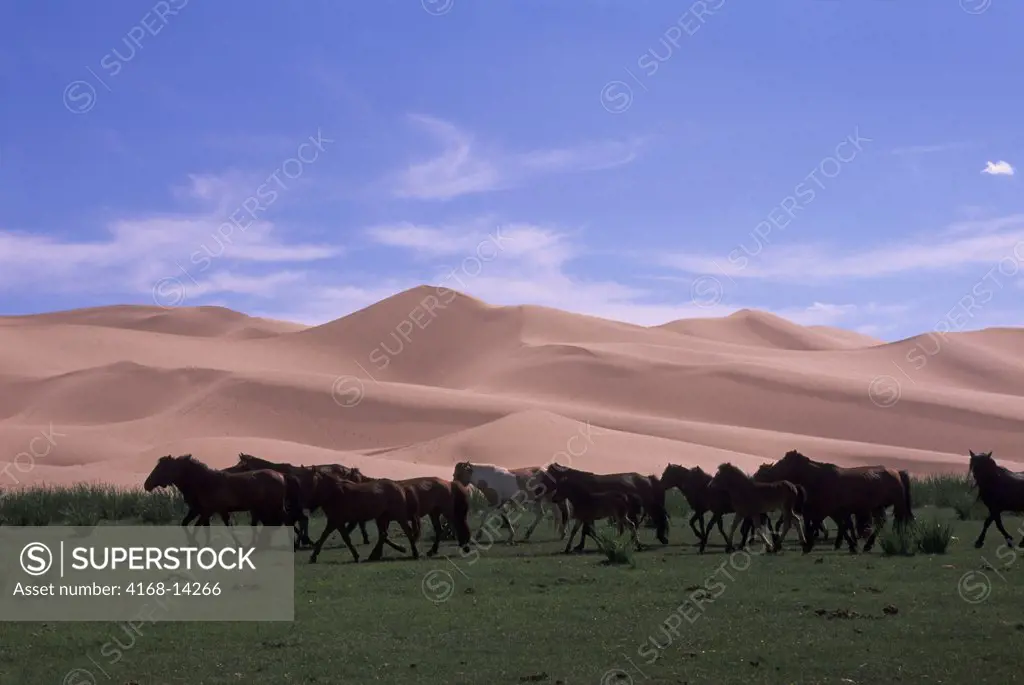Mongolia, Gobi Desert, Near Dalanzadgad, Khongoryn Els (Sand Dunes), Vegetation, Horses