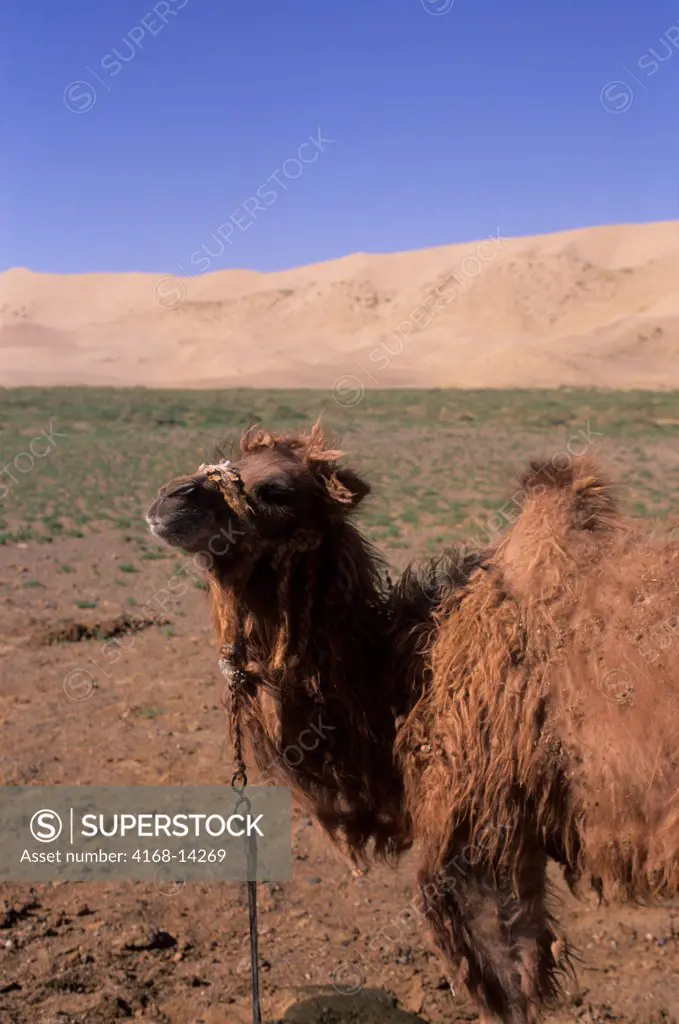 Mongolia,  Near Dalanzadgad, Gobi Desert At Khongoryn Els (Sand Dunes), Bactrian Camel Baby