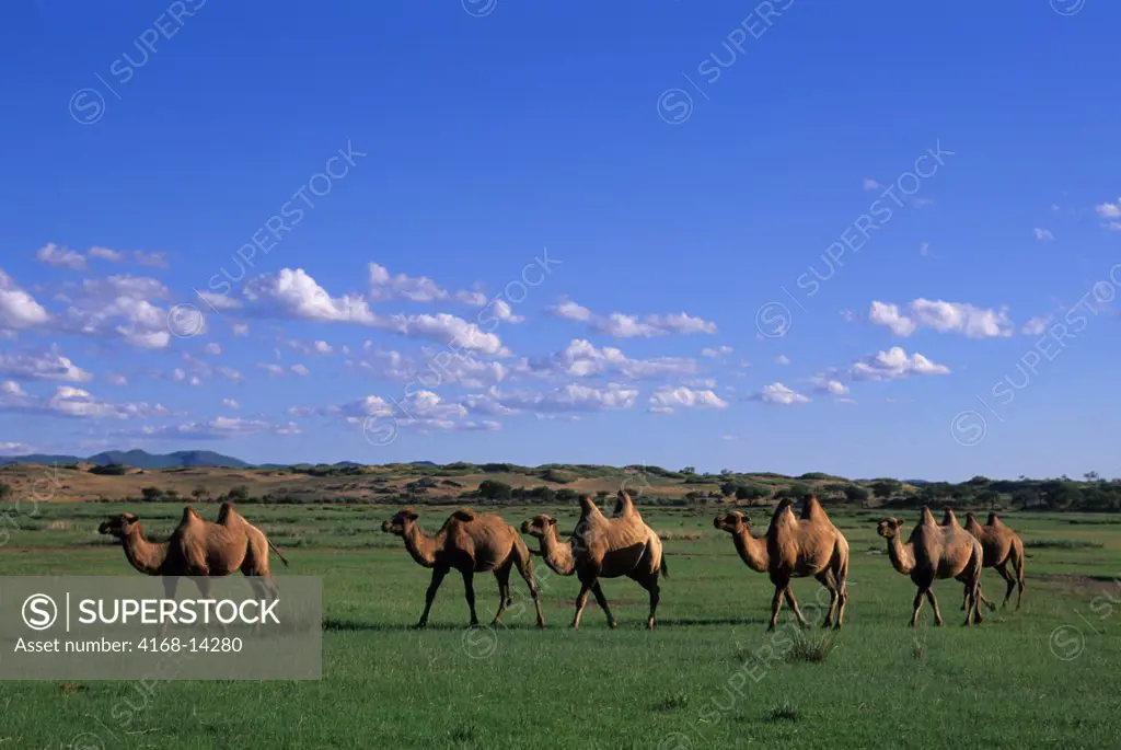 Central Mongolia, Near Khogno Khan Mountains, Bactrian Camels