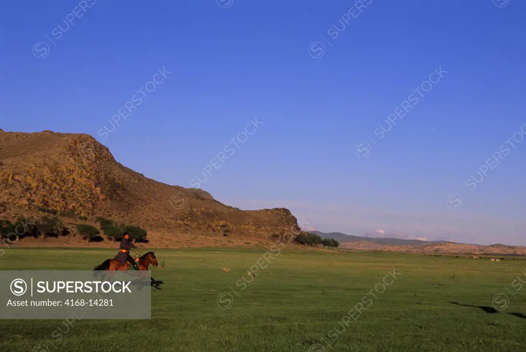 Central Mongolia, Near Khogno Khan Mountains, Horse Being Broken In For Riding