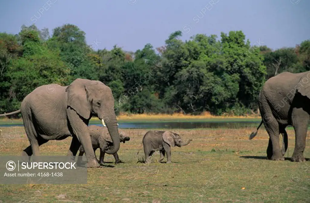 BOTSWANA, OKAVANGO DELTA, MOMBO, ELEPHANTS WITH BABIES