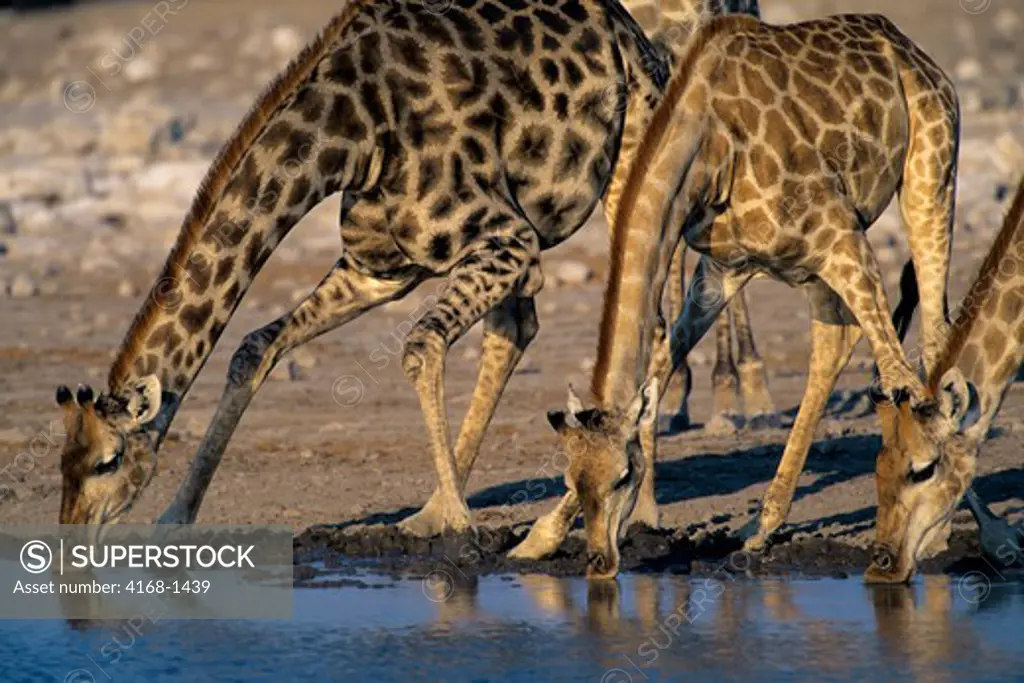 NAMIBIA,ETOSHA NAT'L PARK, GIRAFFES AT WATERHOLE, DRINKING