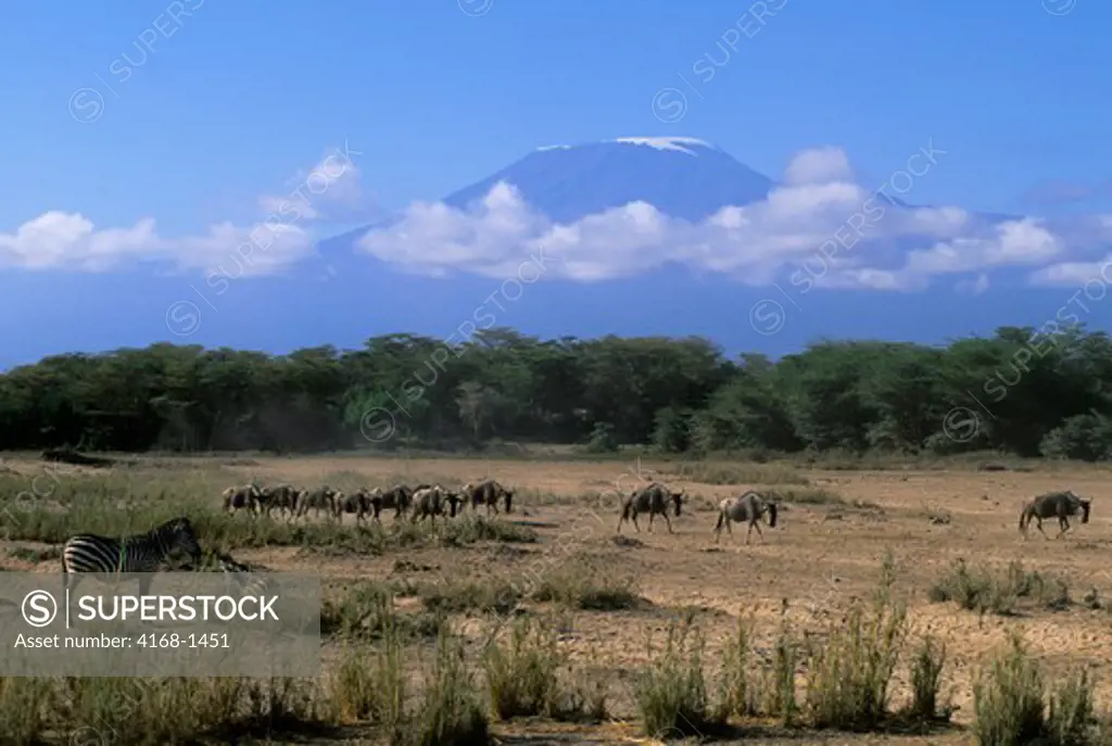 KENYA, AMBOSELI NATIONAL PARK, WILDEBEESTE, ZEBRAS WITH MT. KILIMANJARO IN BACKGROUND