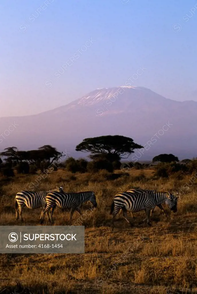 KENYA, AMBOSELI NATIONAL PARK, ZEBRAS WITH MT. KILIMANJARO IN BACKGROUND