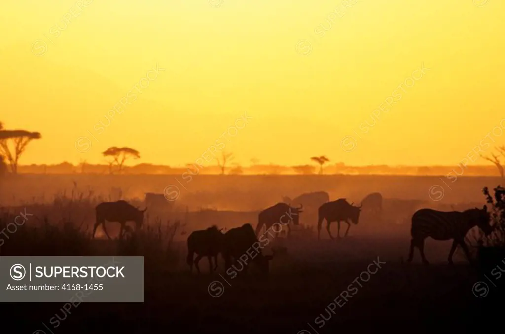 KENYA, AMBOSELI NATIONAL PARK, ZEBRAS AND WILDEBEESTE AT SUNSET