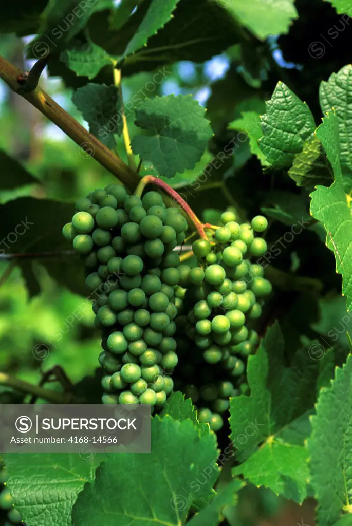 France, Alsace Region, Wine Country Near Colmar, Grapes