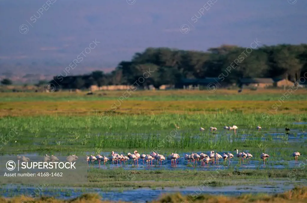 KENYA, AMBOSELI NATIONAL PARK, LESSER FLAMINGOS IN SWAMP