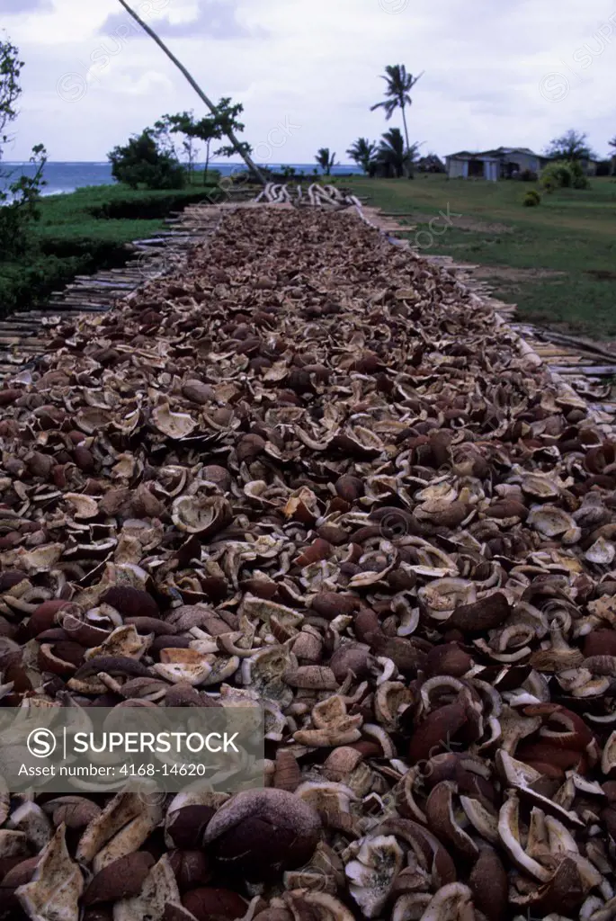 Fiji, Koro Island, Village Scene, Copra (Coconut Drying)