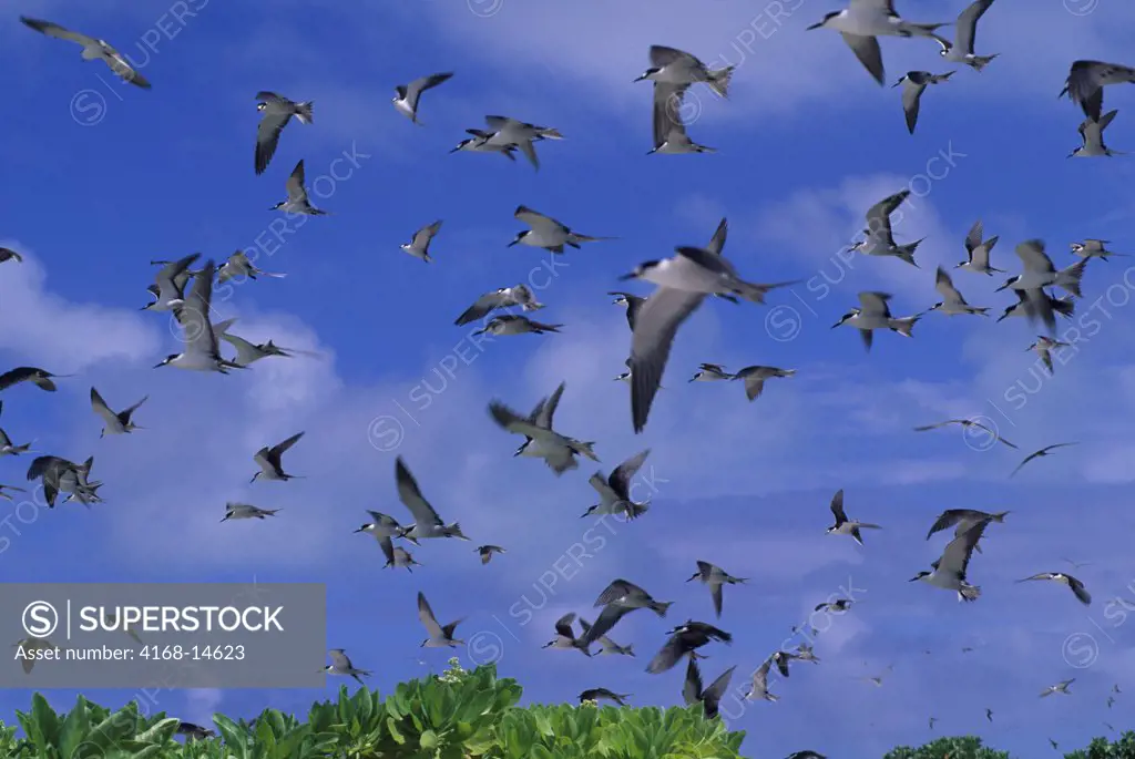 French Polynesia, Society Islands, Mopelia, Sooty Terns In Flight
