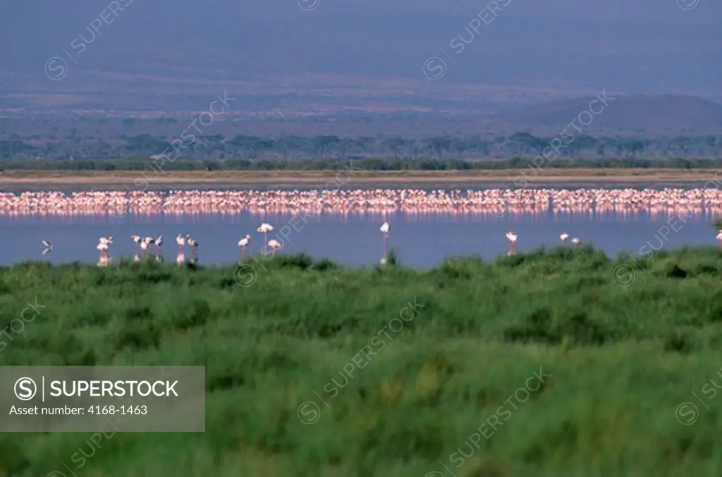 KENYA, AMBOSELI NATIONAL PARK, FLAMINGOS IN LAKE AMBOSELI