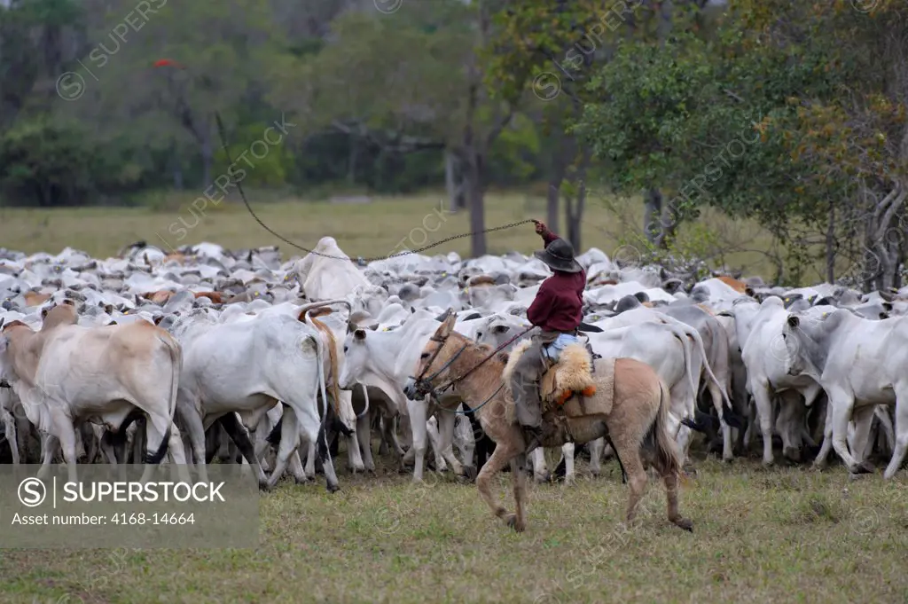 Brazil, Southern Pantanal, Pantaneiro Cowboys Rounding Up Cattle