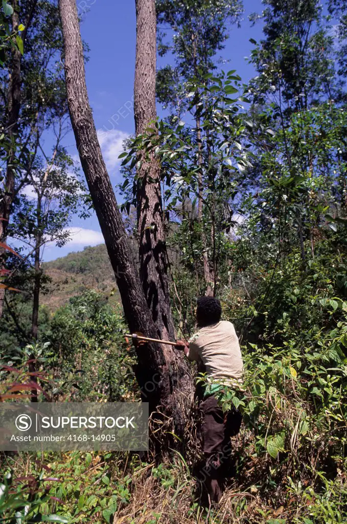 Madagascar, Near Moramanga, Mandraka, Man Cutting Tree For Charcoal Production