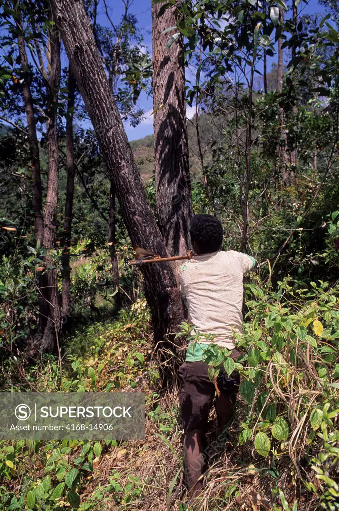 Madagascar, Near Moramanga, Mandraka, Man Cutting Tree For Charcoal Production
