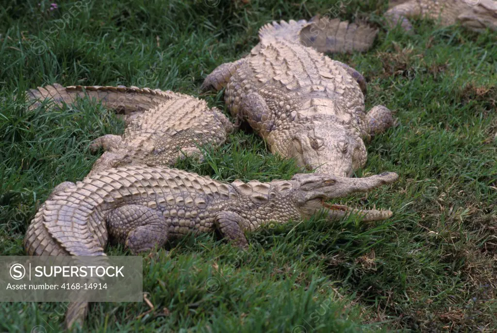 Madagascar, Near Moramanga, Mandraka, Crocodile (Crocodylus Niloticus Cp.)