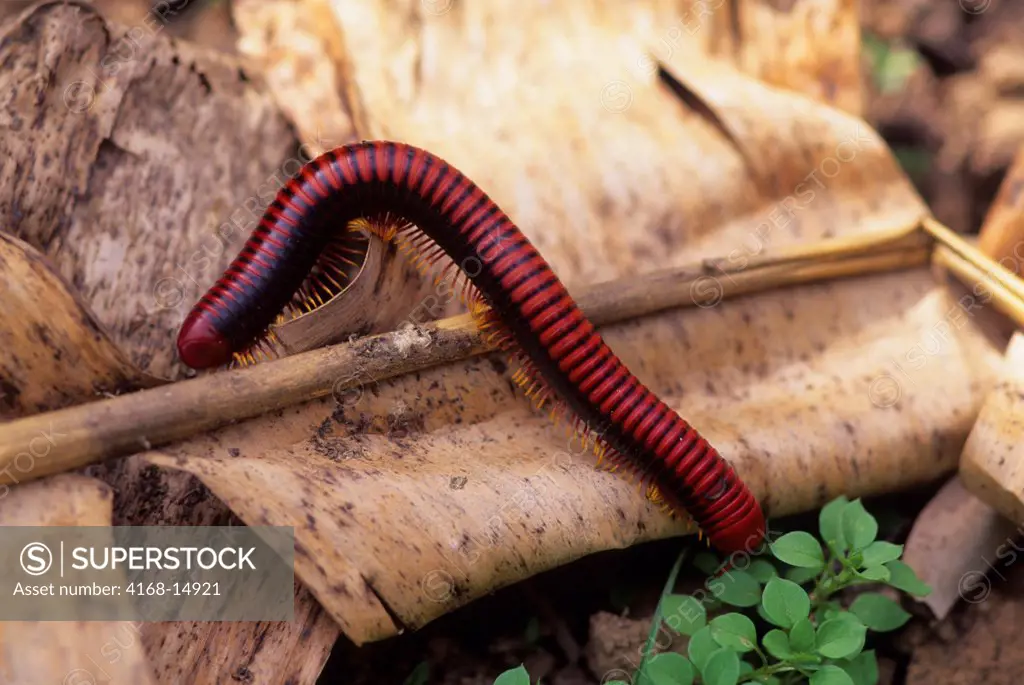 Madagascar, Near Moramanga, Mandraka, Centipede