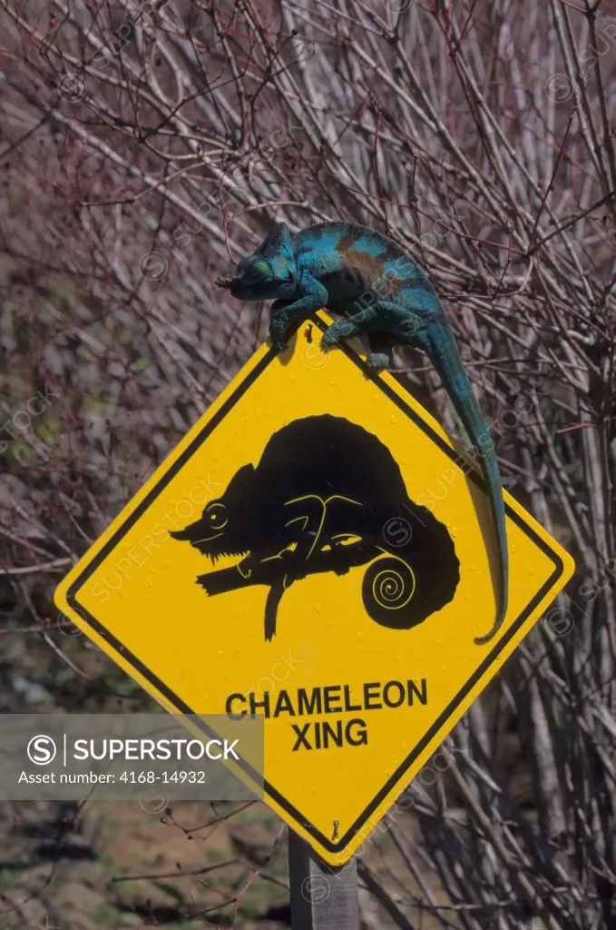 Madagascar, Near Moramanga, Mandraka, Chameleon On 'Chameleon Crossing' Sign