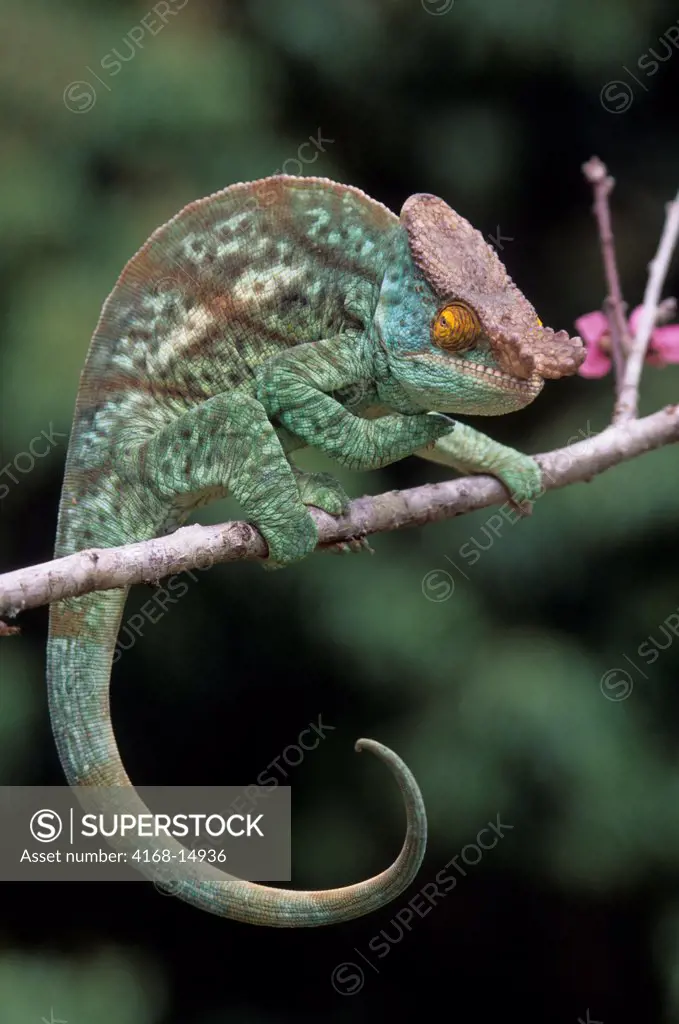 Madagascar, Near Moramanga, Mandraka, Male Parson'S Chameleon (Calumma P. Parsonii)