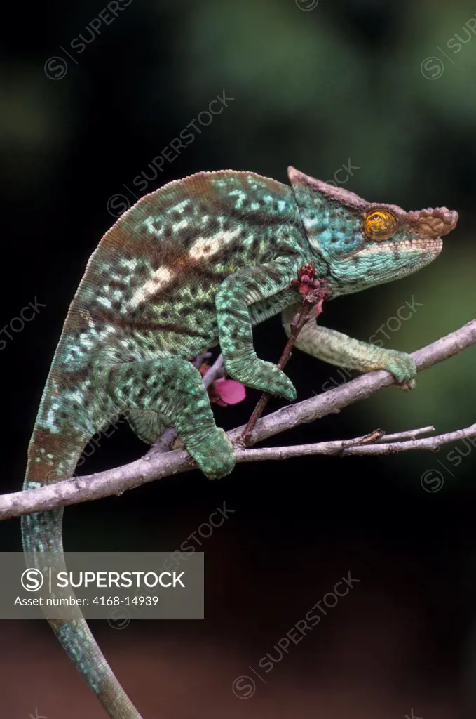 Madagascar, Mandraka, Male Parson'S Chameleon In Tree (Calumma P. Parsonii)
