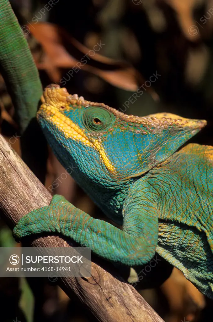 Madagascar, Mandraka, Male Parson'S Chameleon, Close-Up (Calumma P. Parsonii)