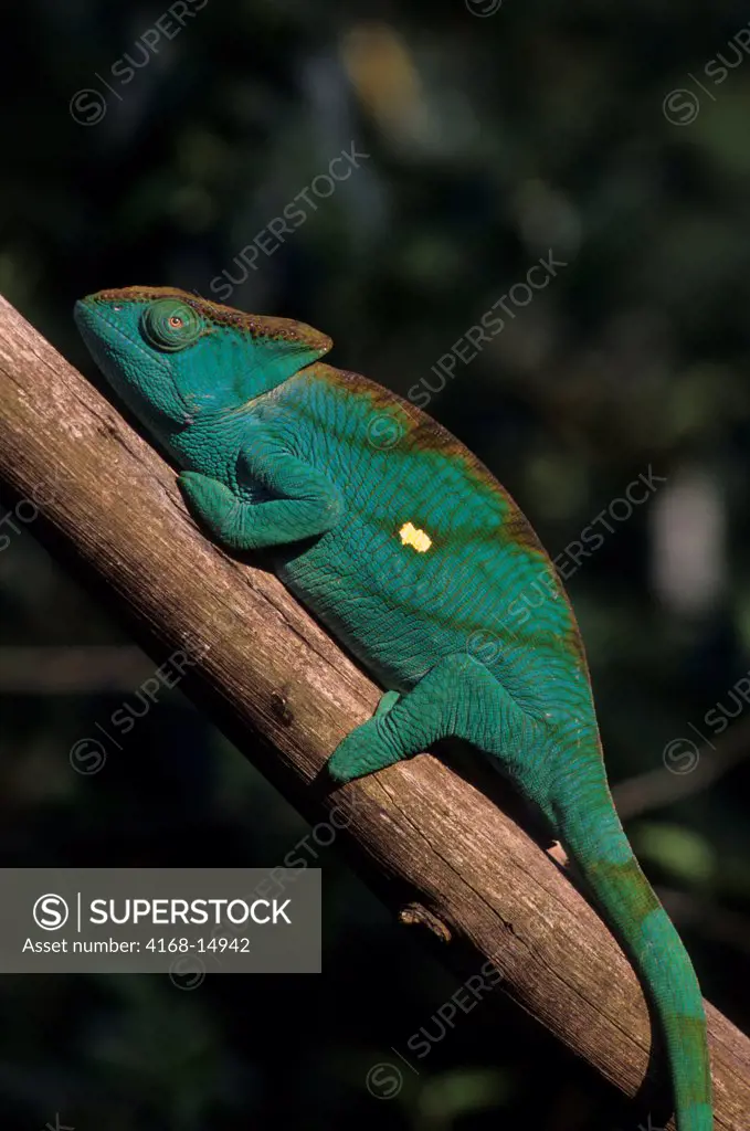 Madagascar, Mandraka, Female Parson'S Chameleon