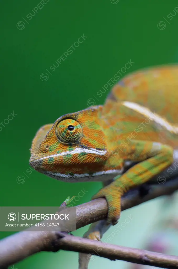 Madagascar, Mandraka, Female Chameleon (Furcifer Balteatus)