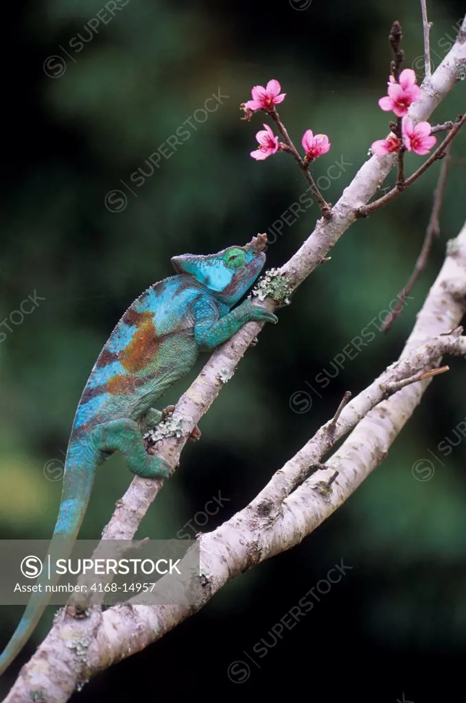 Madagascar, Mandraka, Male Chameleon (Calumma Parsoni Cristifer) In Tree, Peach Flowers