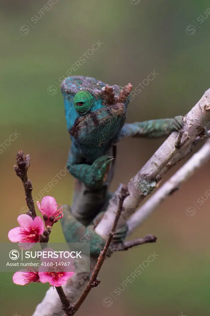 Madagascar, Mandraka, Male Chameleon (Calumma Parsoni Cristifer) In Tree, Peach Flowers