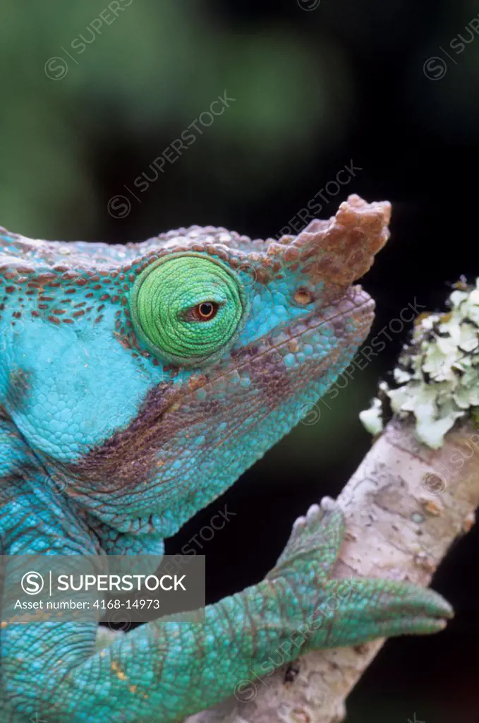 Madagascar, Mandraka, Male Chameleon (Calumma Parsoni Cristifer), Close-Up