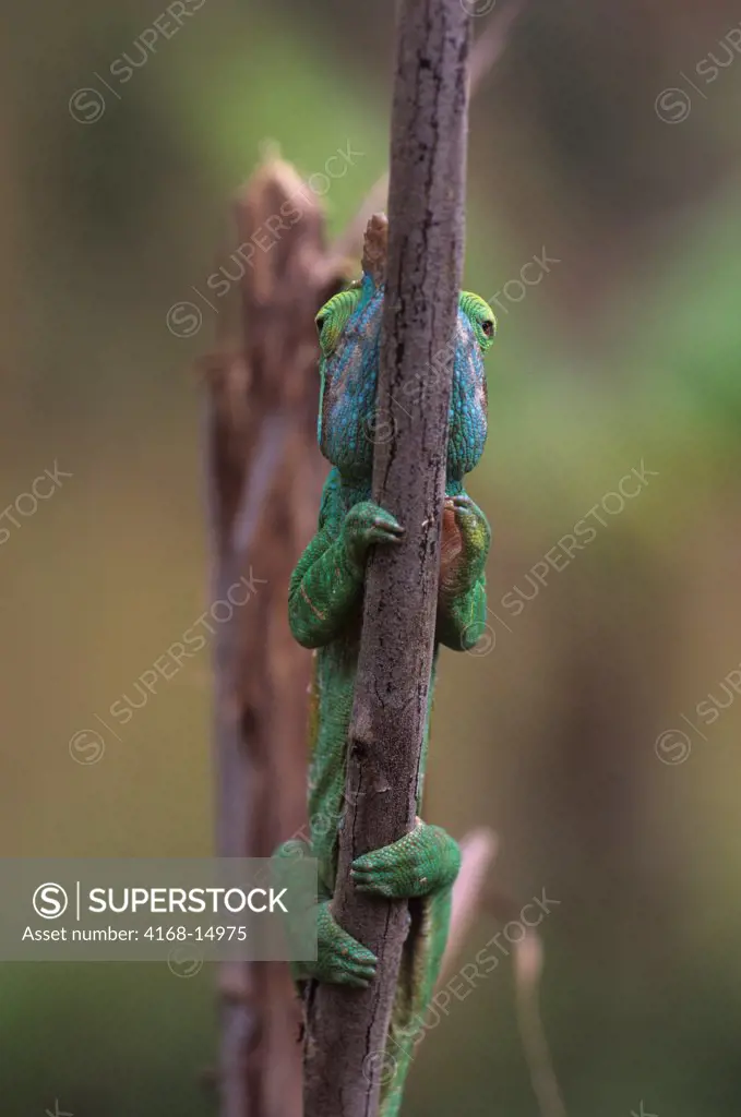 Madagascar, Mandraka, Male Chameleon (Calumma Parsoni Cristifer), On Branch