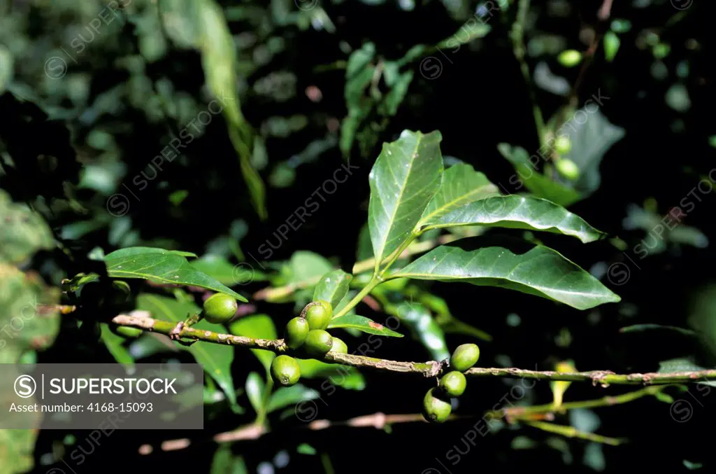 Ethiopia, Near Bahar Dar, Zeghe Peninsula, Coffee Plantation, Coffee Beans