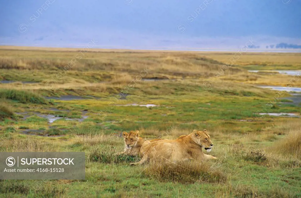 Tanzania, Ngorongoro Crater, Lioness With Young Male Lion