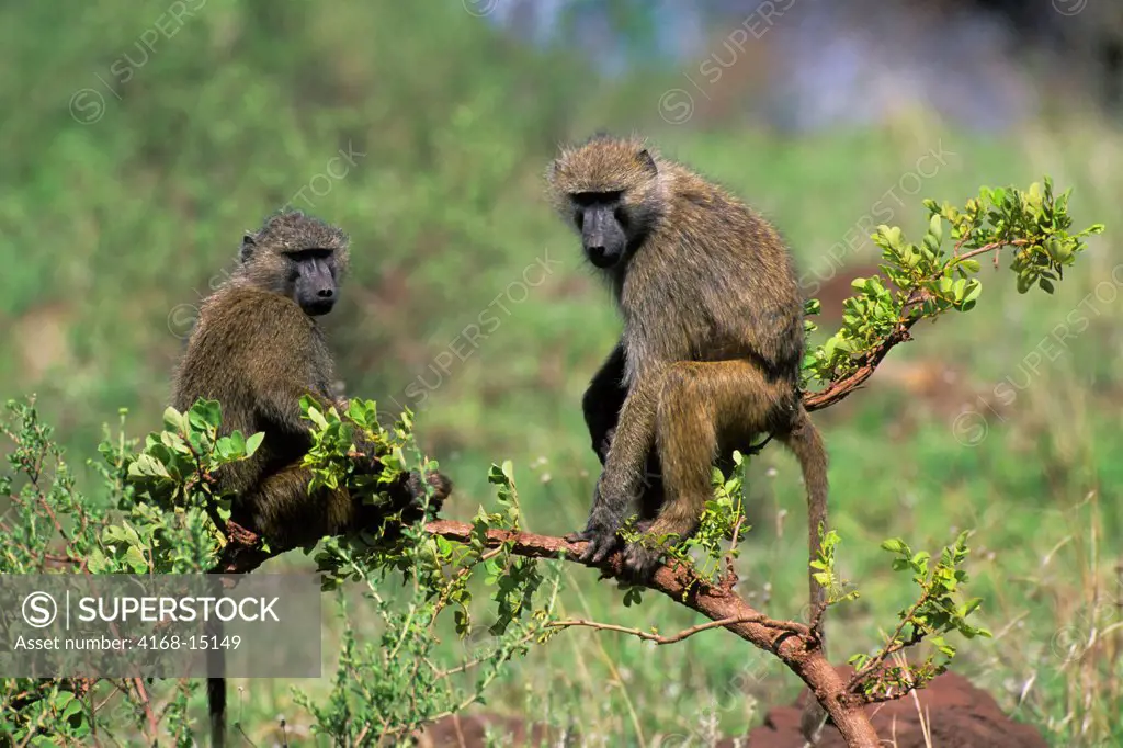 Tanzania, Lake Manyara, Olive Baboons Sitting In Bush
