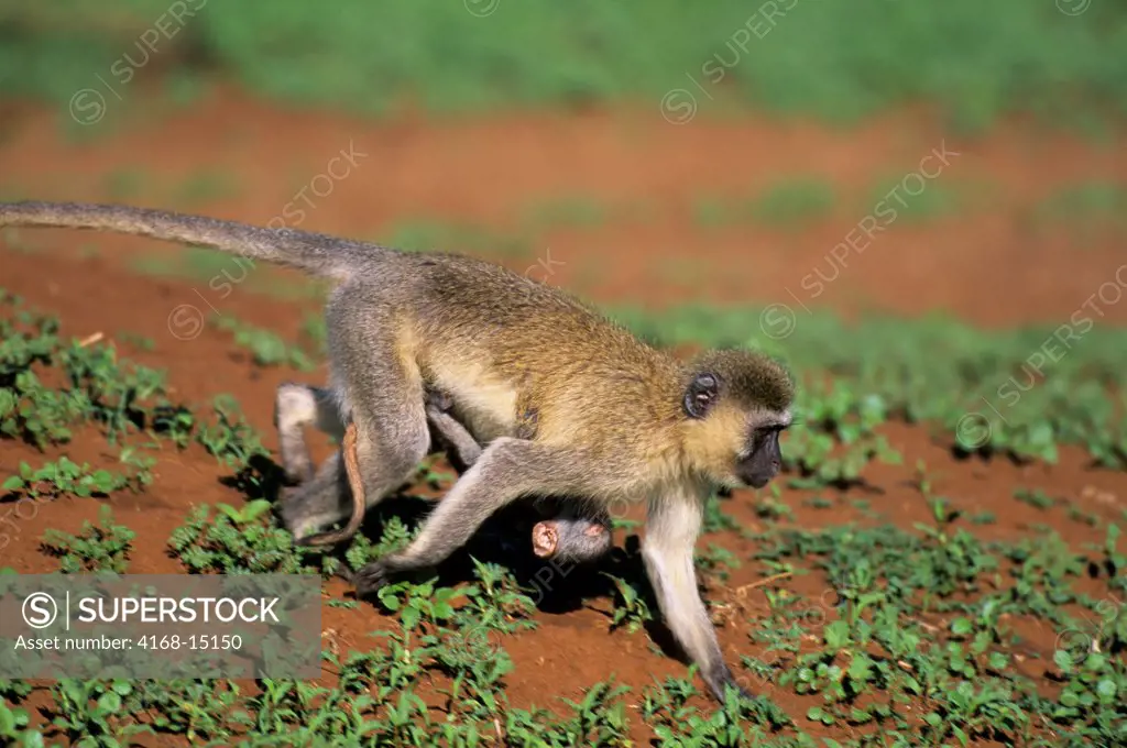 Tanzania, Lake Manyara, Vervet Monkeys, Mother Carrying Baby