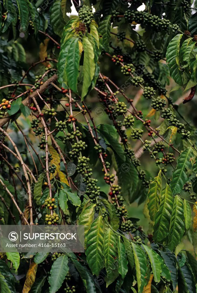 Uganda, Near Fort Portal, Coffee Plantation, Close-Up Of Beans