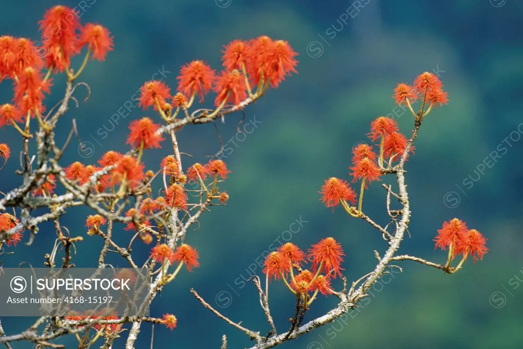Uganda, Bwindi, Flame Tree, Erythrina Abyssinica