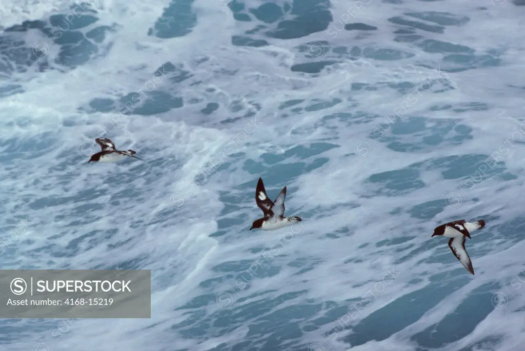 Antarctica, Pintado Petrels (Cape Pigeons) Or Cape Petrels Flying Over Ocean