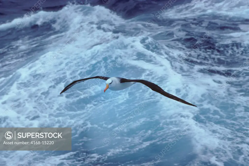 Antarctica, Black-Browed Albatross In Flight