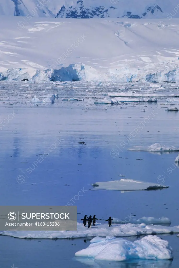 Antarctic Peninsula Area, Adelie Penguins On Icefloe