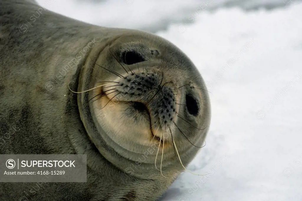 Antarctica, South Shetland Is King George Island, Lion'S Rump, Weddell Seal Portrait