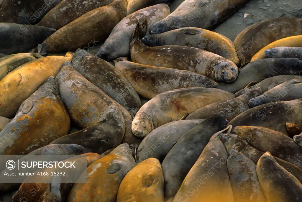Antarctica, South Shetland Is King George Island, Lion'S Rump, Elephant Seals On Beach Moulting