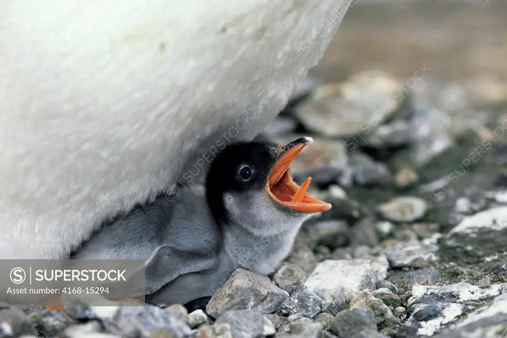 Antarctica, South Shetland Is King George Island, Lion'S Rump, Gentoo Penguin Chick