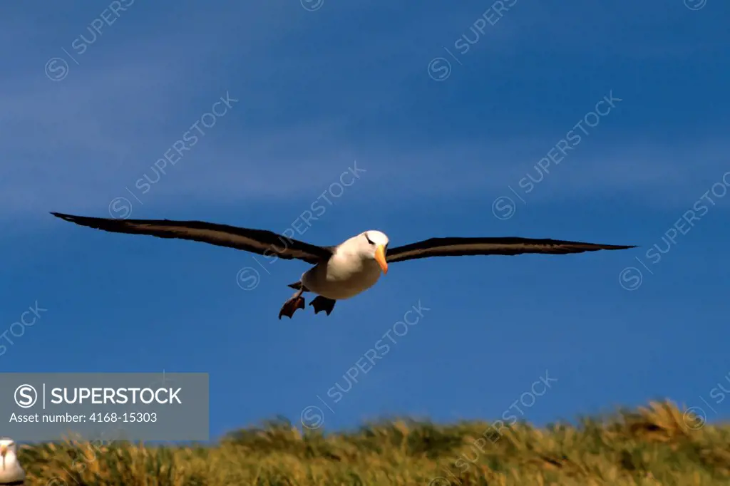 Falkland Island, Westpoint Is Black-Browed Albatross In Flight