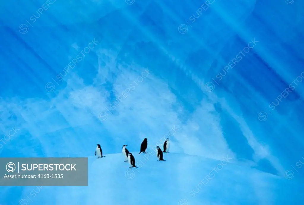 ANTARCTICA, CHINSTRAP PENGUINS ON BLUE ICEBERG